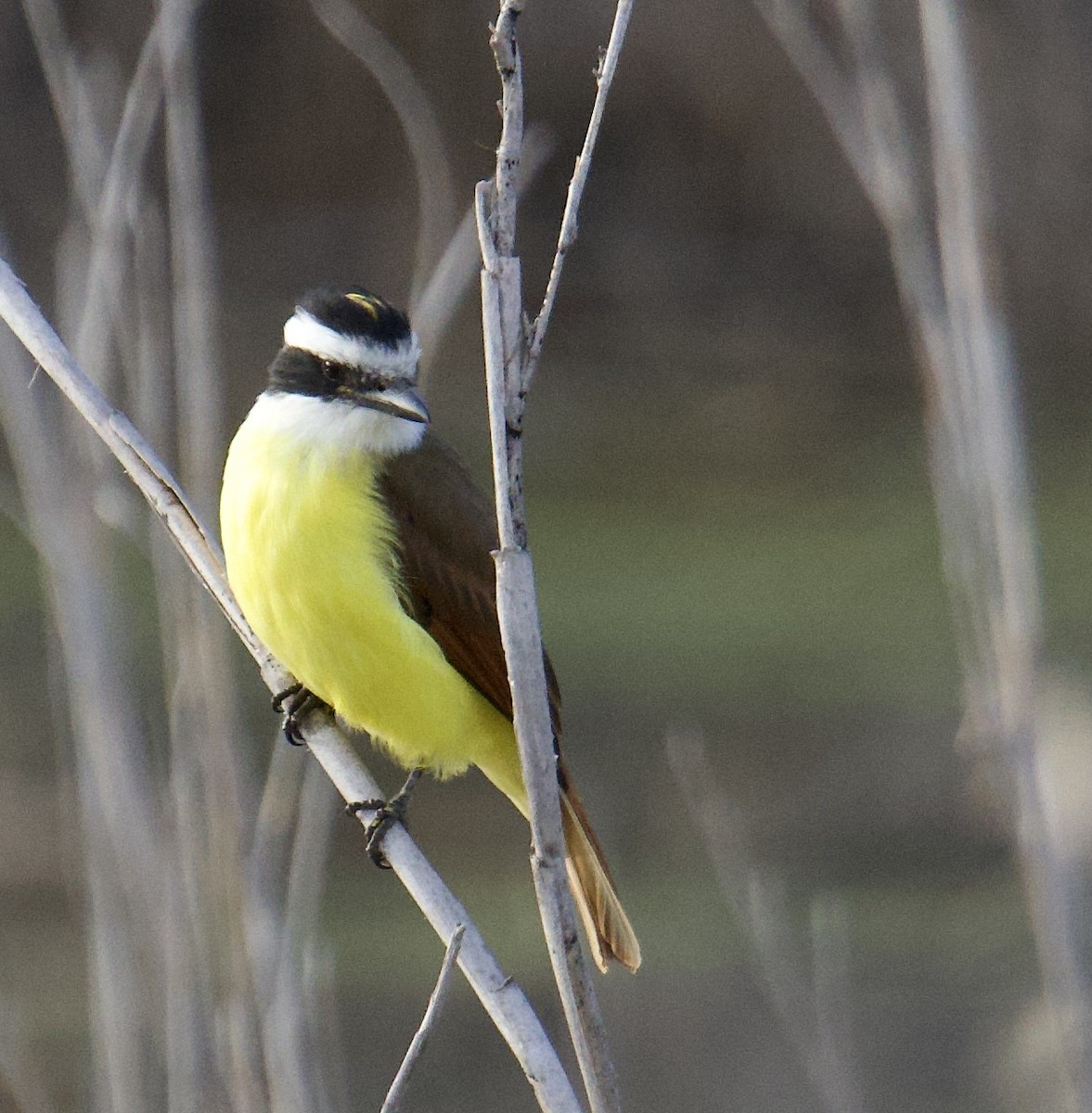 Great Kiskadee - ML646746775