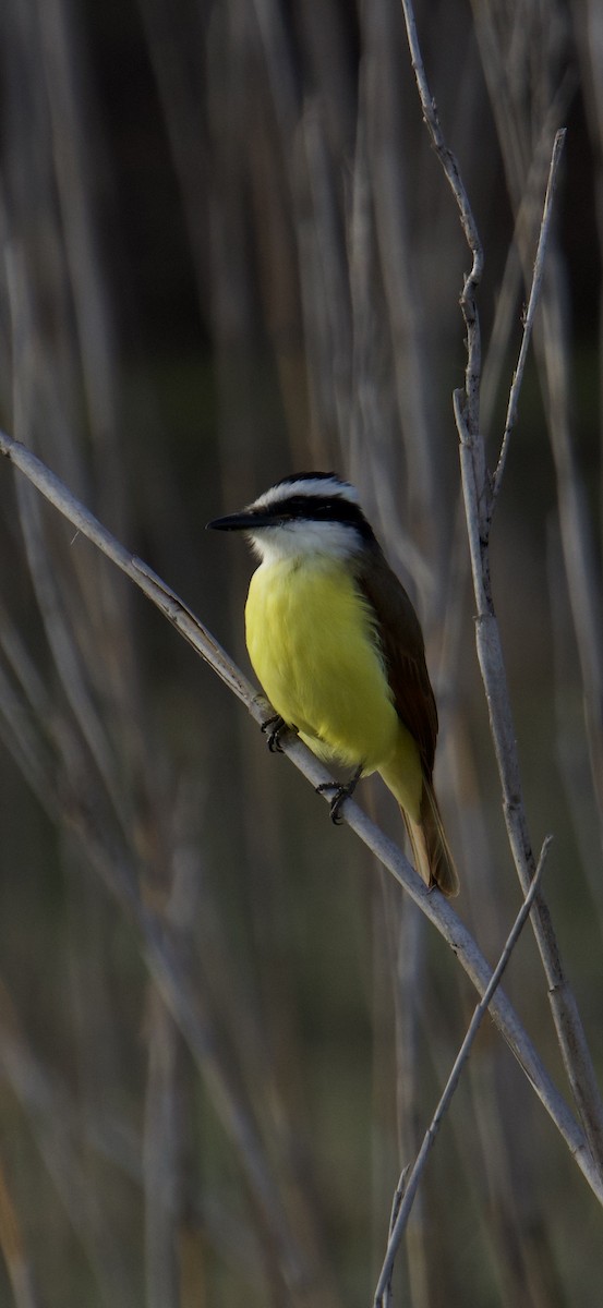 Great Kiskadee - ML646746776