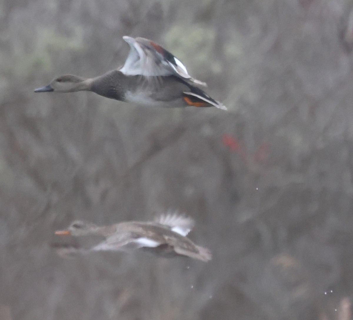 American Black Duck - ML646746777