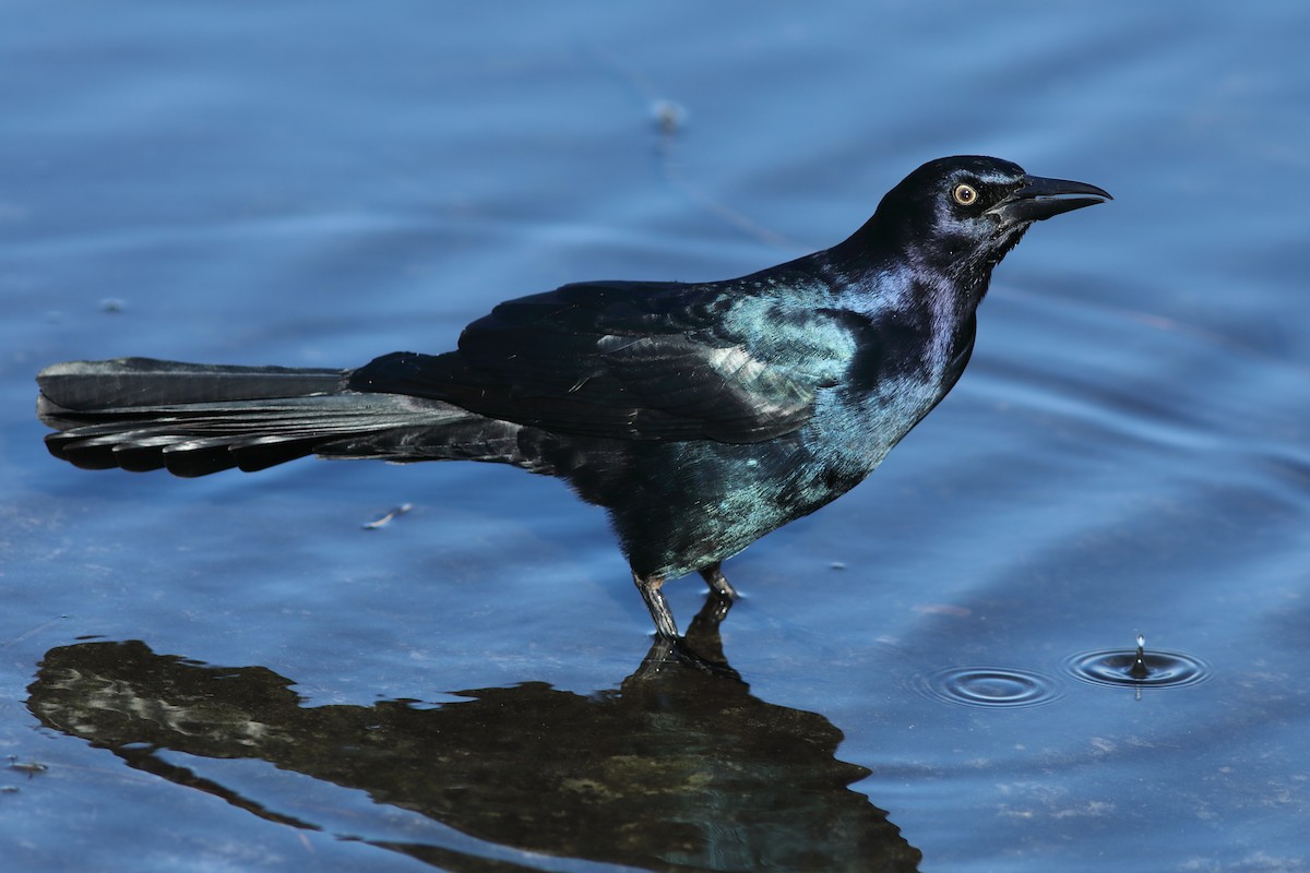 Boat-tailed Grackle - ML646746778