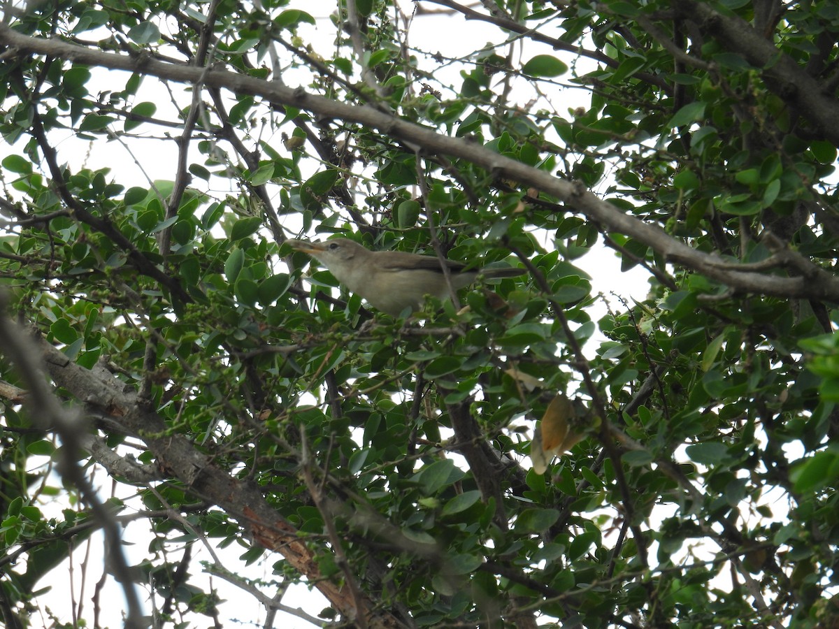 Sykes's Warbler - ML646746782