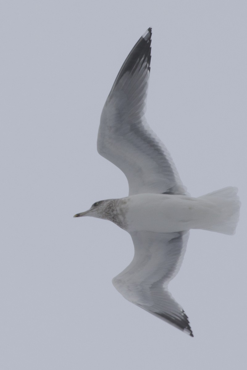 American Herring Gull - ML646746783
