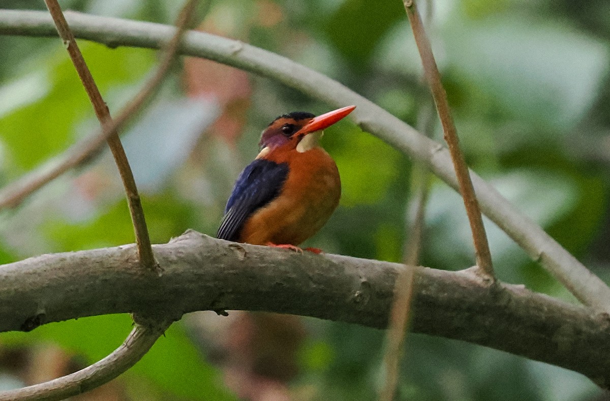 African Pygmy Kingfisher - ML646746784