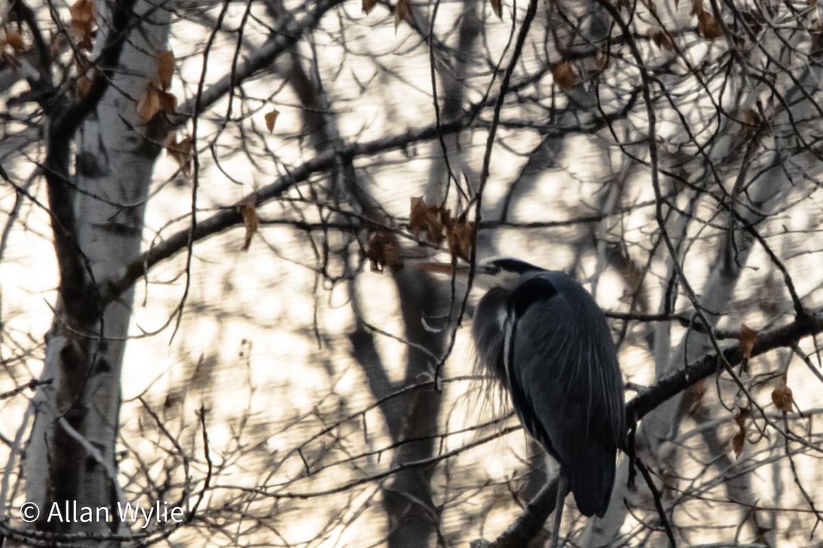 Great Blue Heron - ML646746785