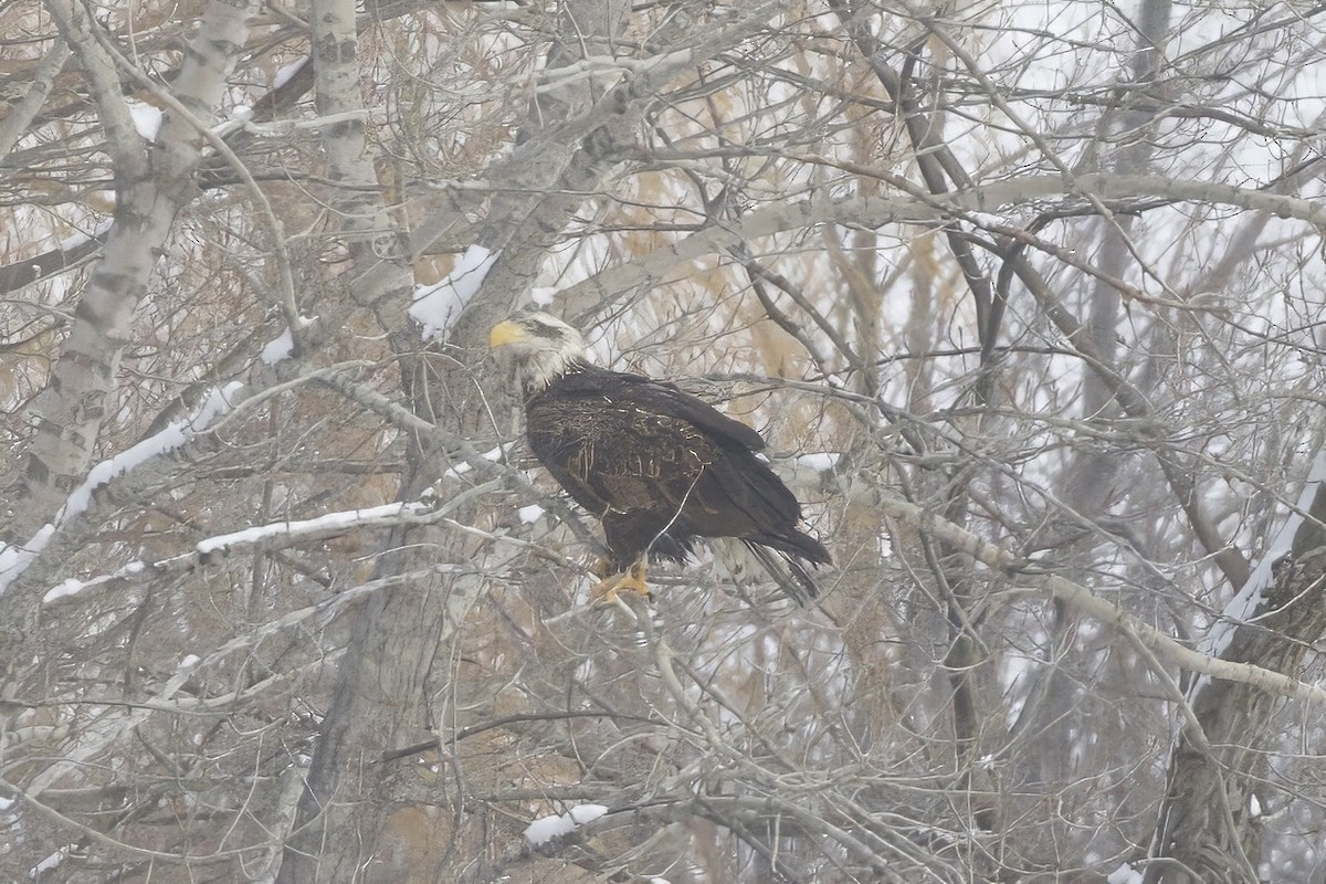 Bald Eagle - ML646746788