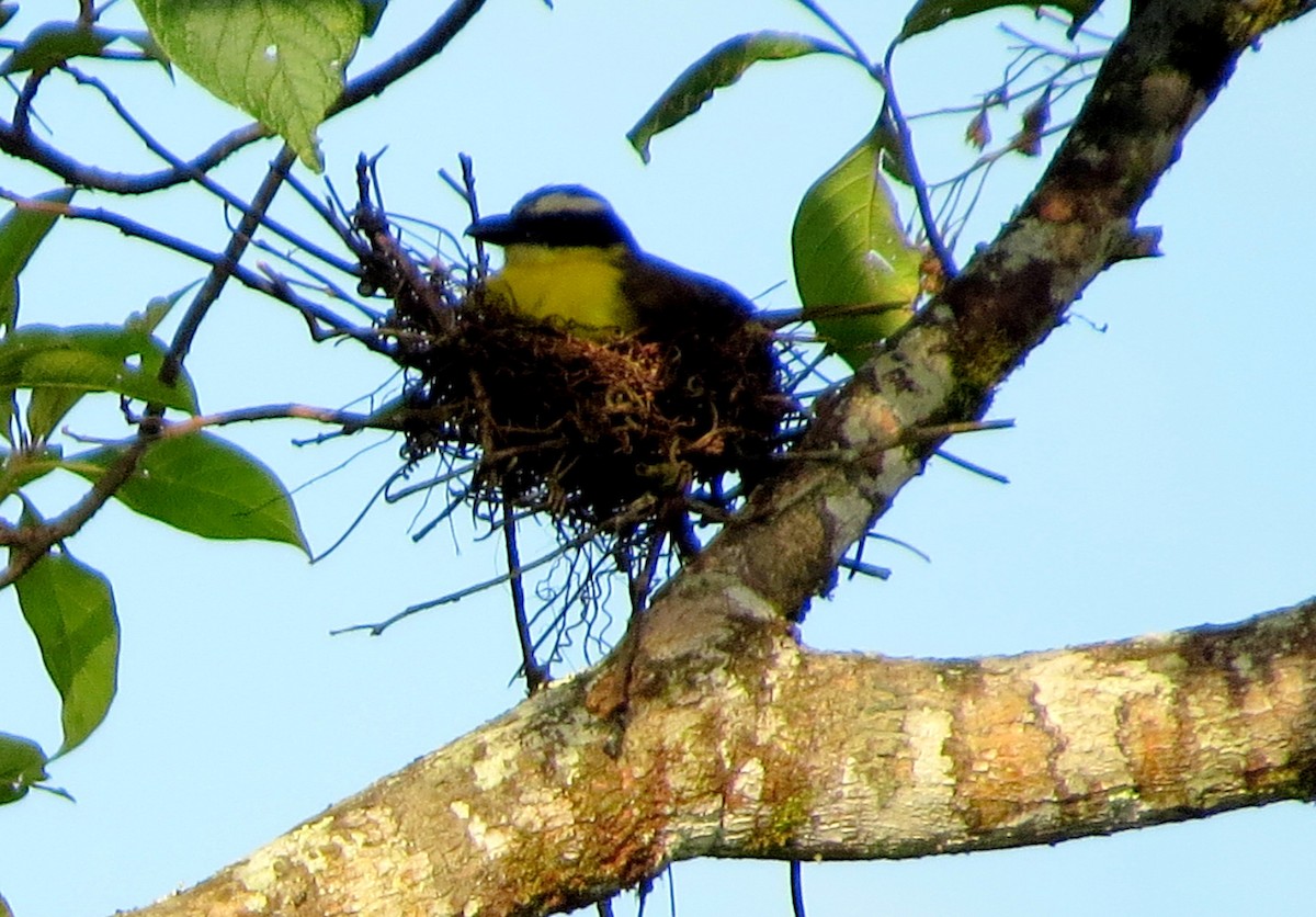 Boat-billed Flycatcher - ML646746789