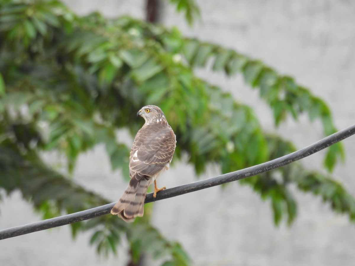 Shikra - ML646746790