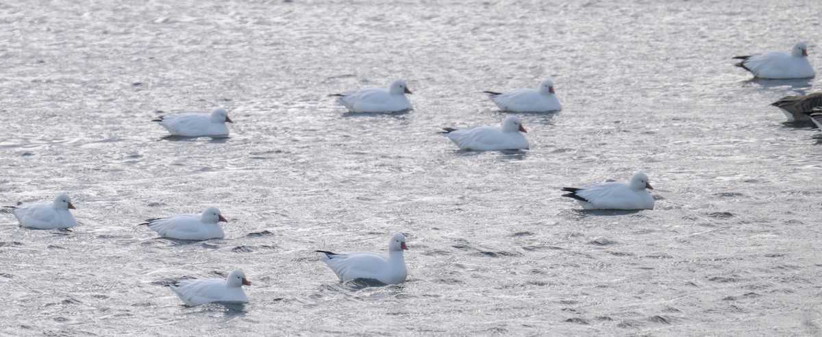 Гуска Роса - ML646746792