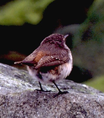 Rock Wren - ML646746795