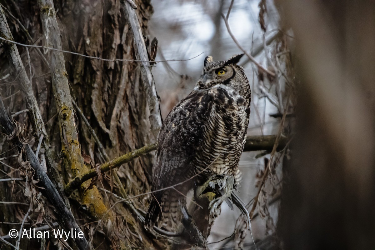 Great Horned Owl - ML646746797