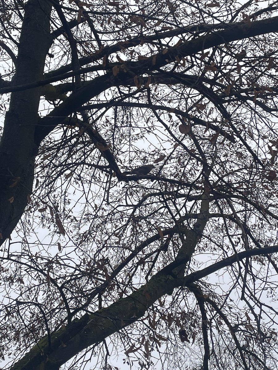 Eurasian Jay - ML646746803