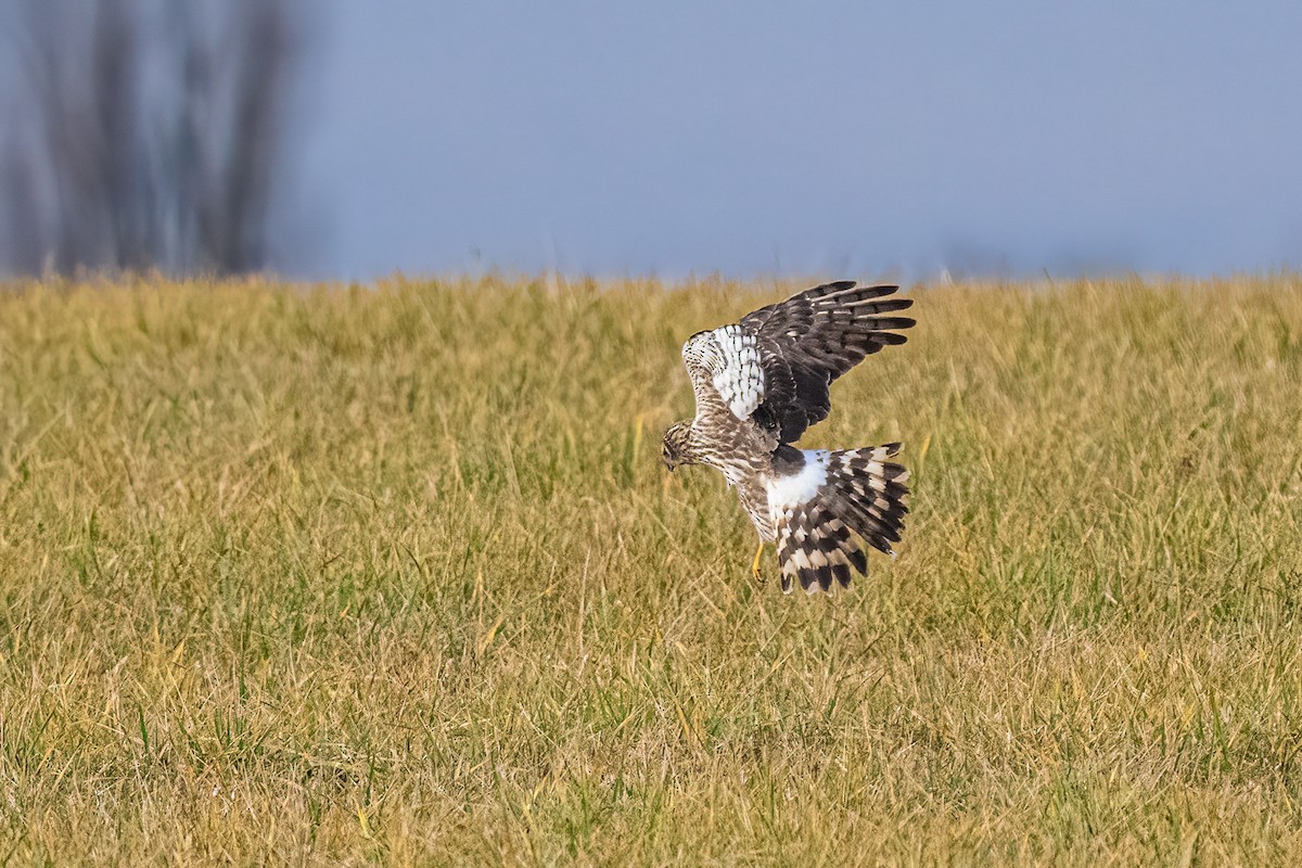 myrhauk - ML646746806