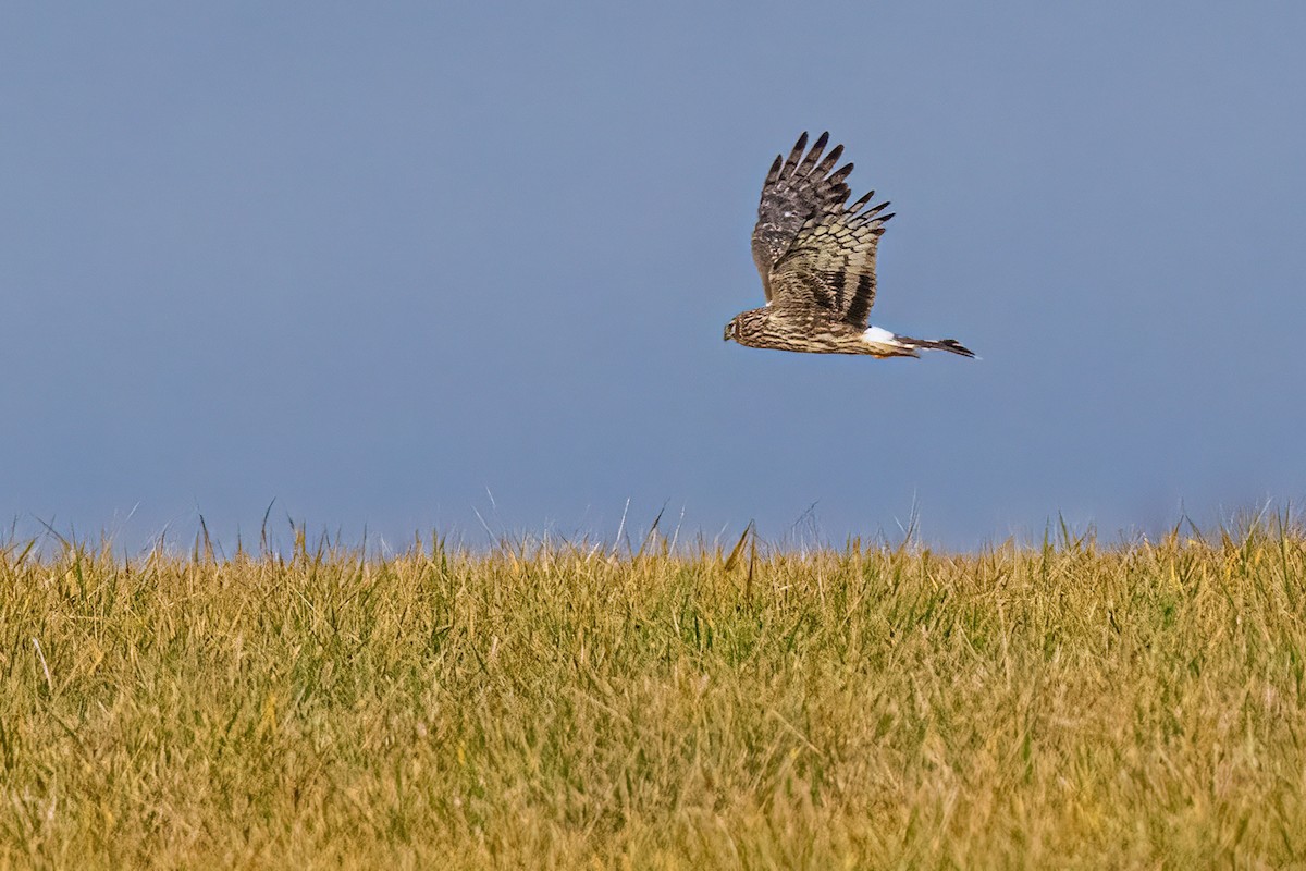 myrhauk - ML646746807