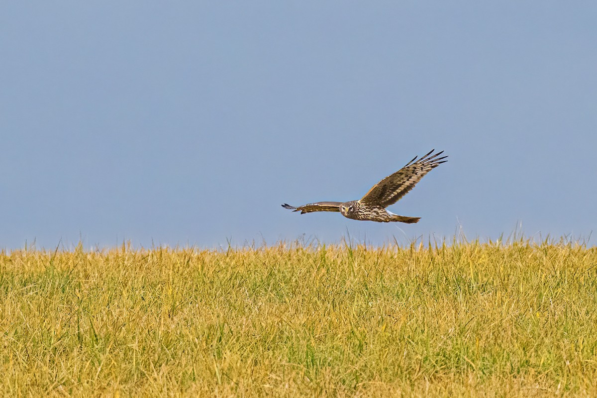 myrhauk - ML646746808