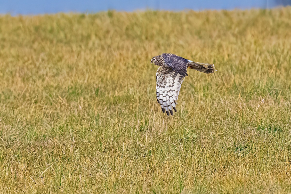 myrhauk - ML646746809