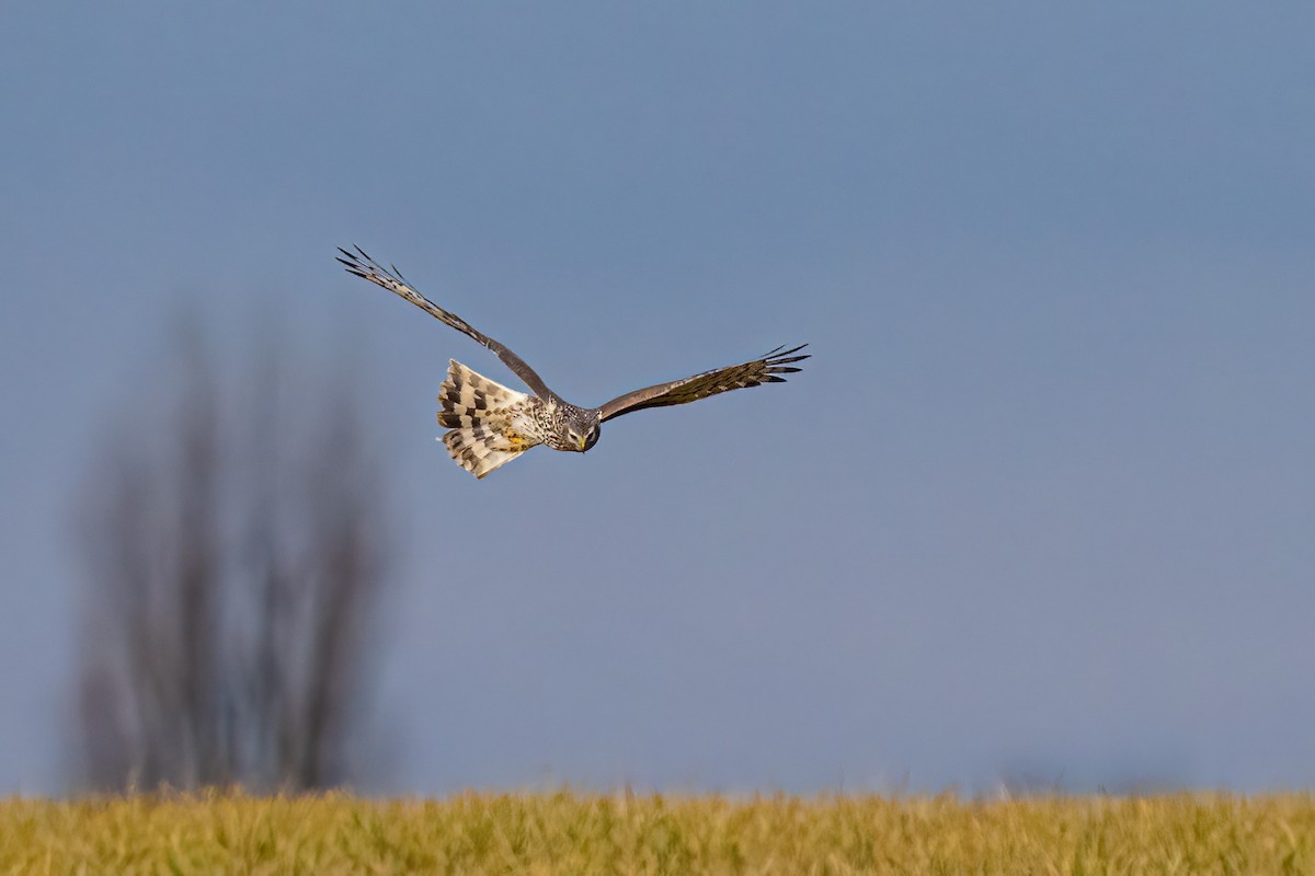 myrhauk - ML646746810