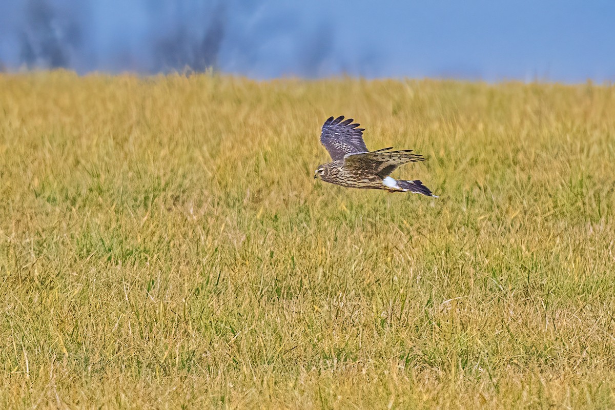 myrhauk - ML646746811