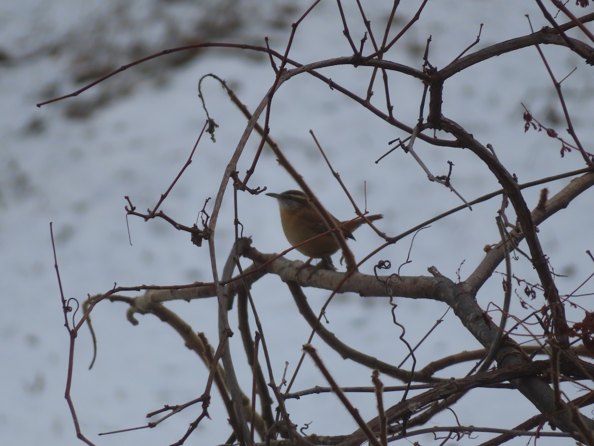 Carolina Wren - ML646746813