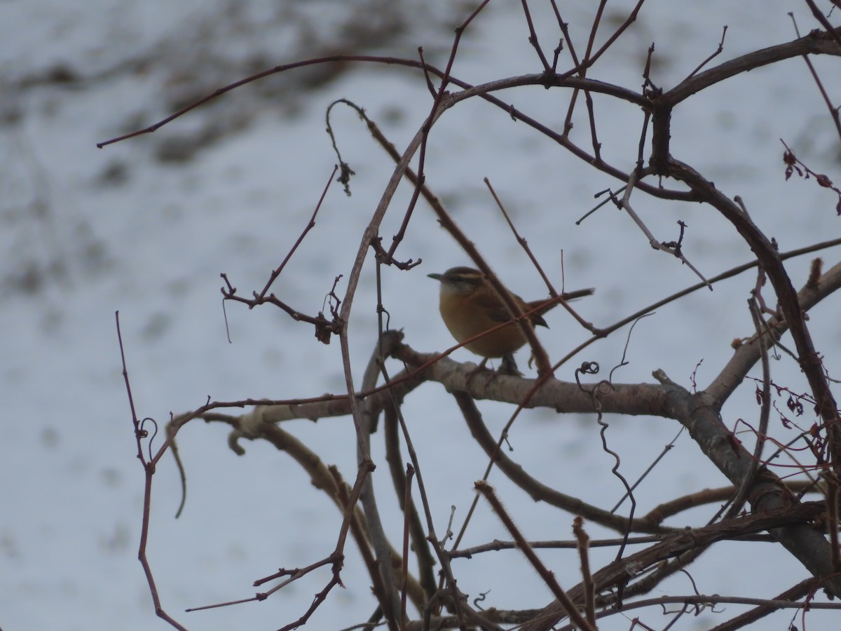 Carolina Wren - ML646746814