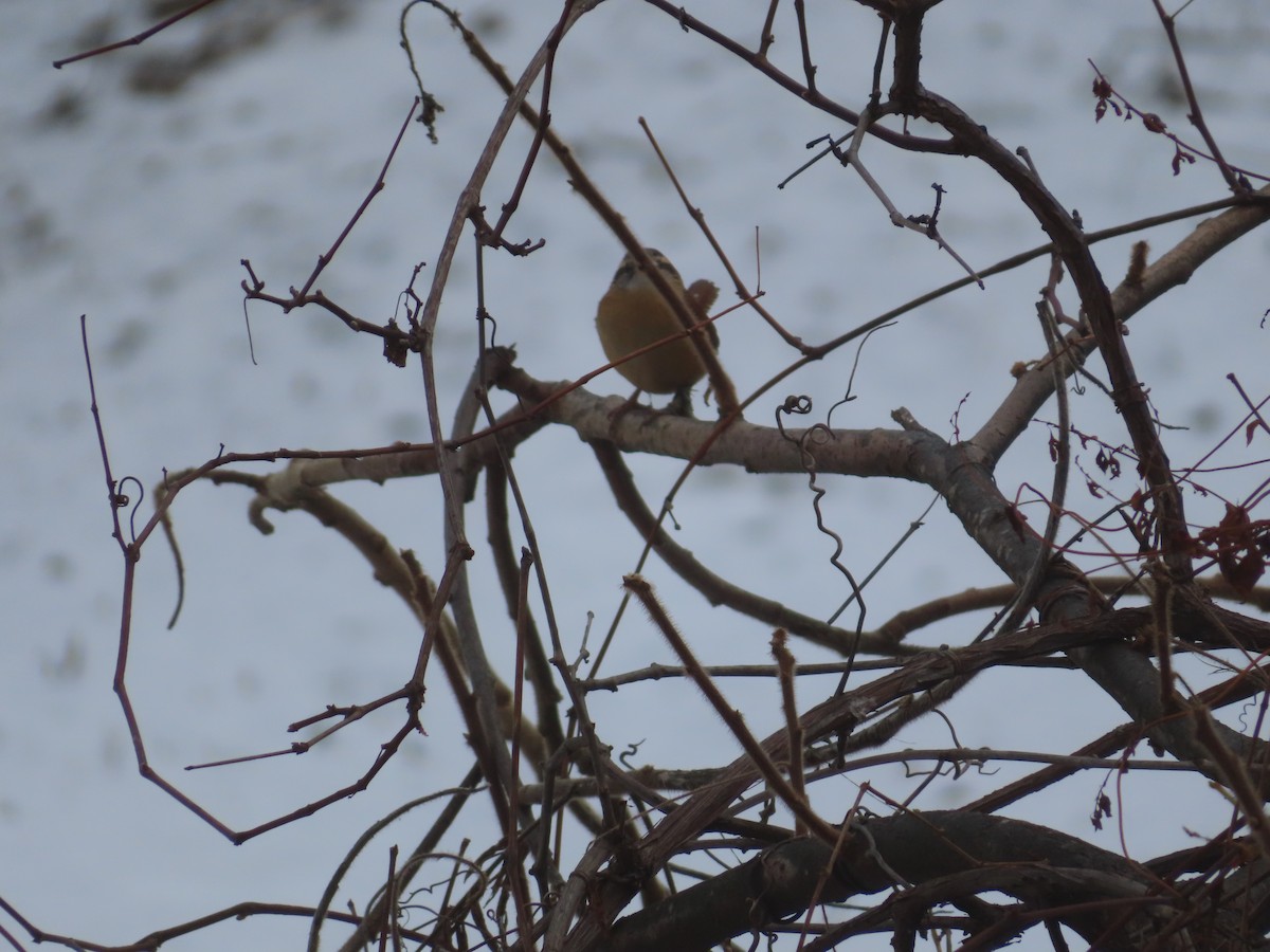 Carolina Wren - ML646746815