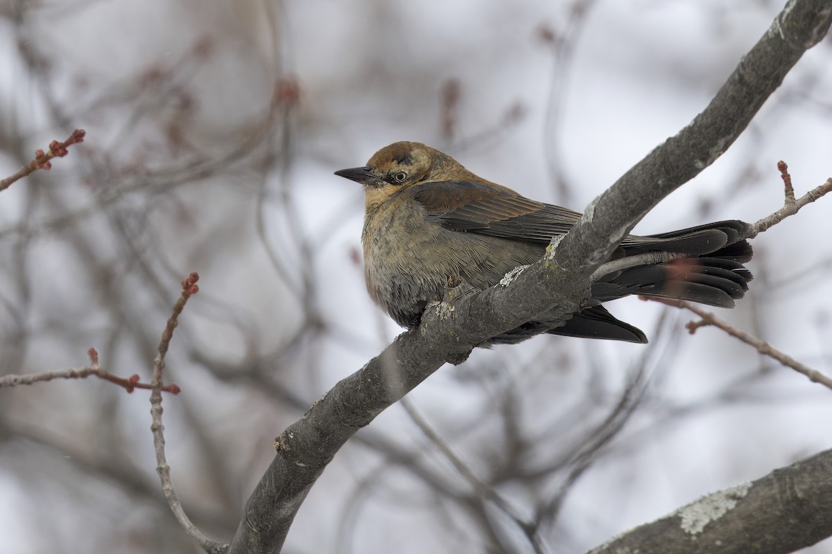 Zanate Canadiense - ML646746818