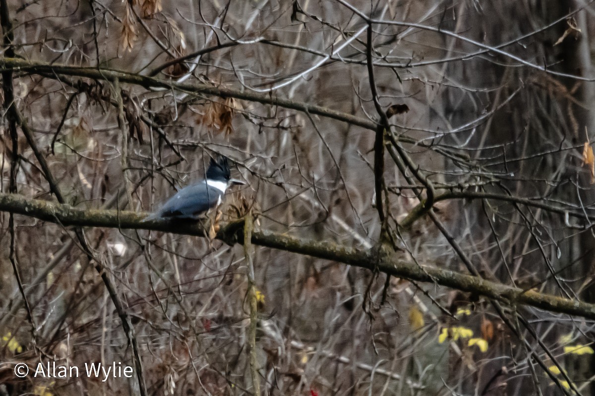 Martín Gigante Norteamericano - ML646746820