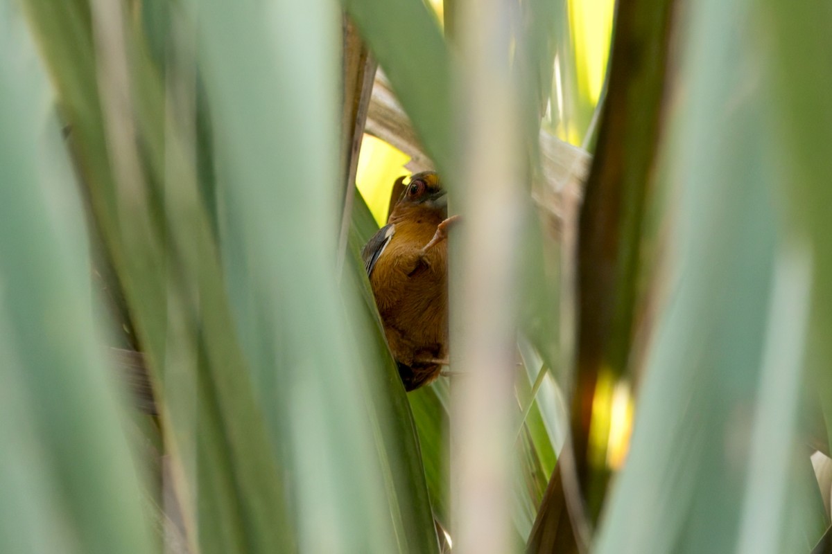 White-browed Piculet - ML646746824
