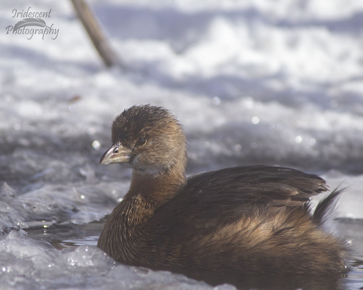 Txilinporta mokolodia - ML646746834