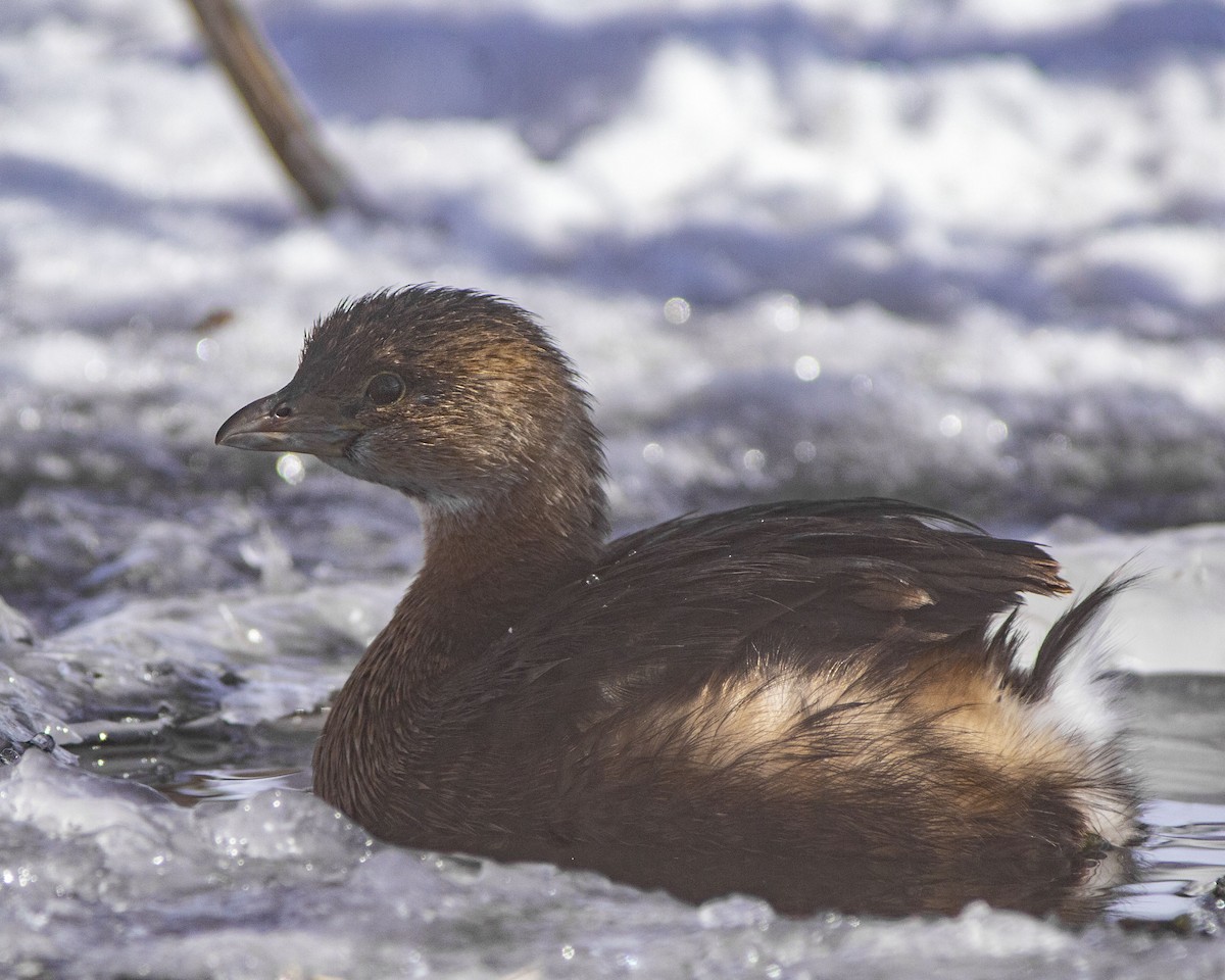 Txilinporta mokolodia - ML646746835