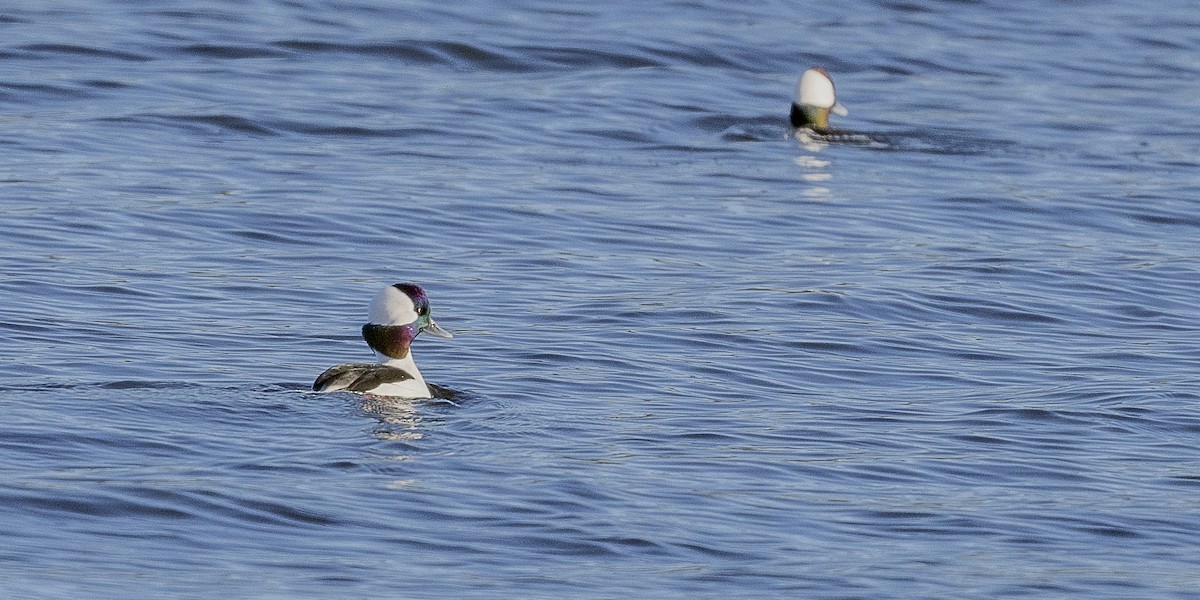 Murgilari buruzuria - ML646746837