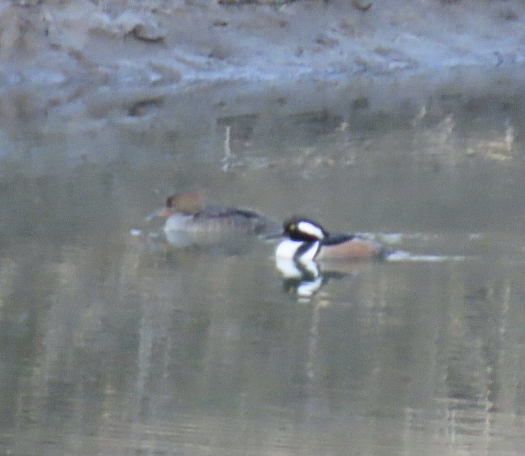 Harle couronné - ML646746838