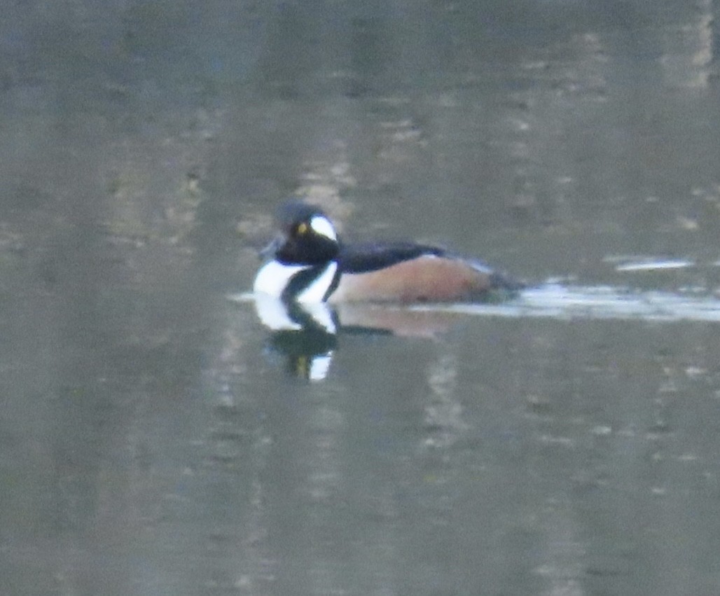 Harle couronné - ML646746839