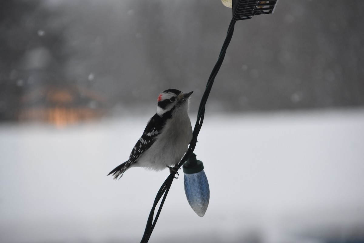 Downy Woodpecker - ML646746842