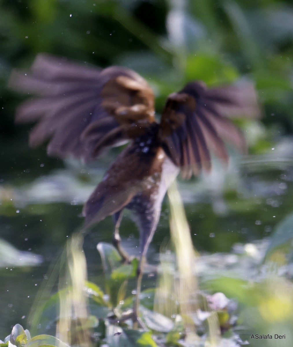 Bataklık Suyelvesi - ML646746843