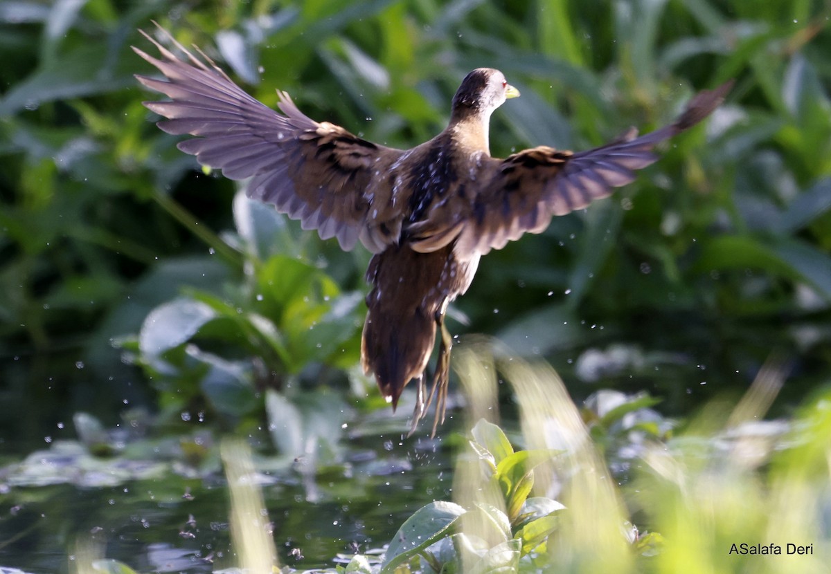 Bataklık Suyelvesi - ML646746852