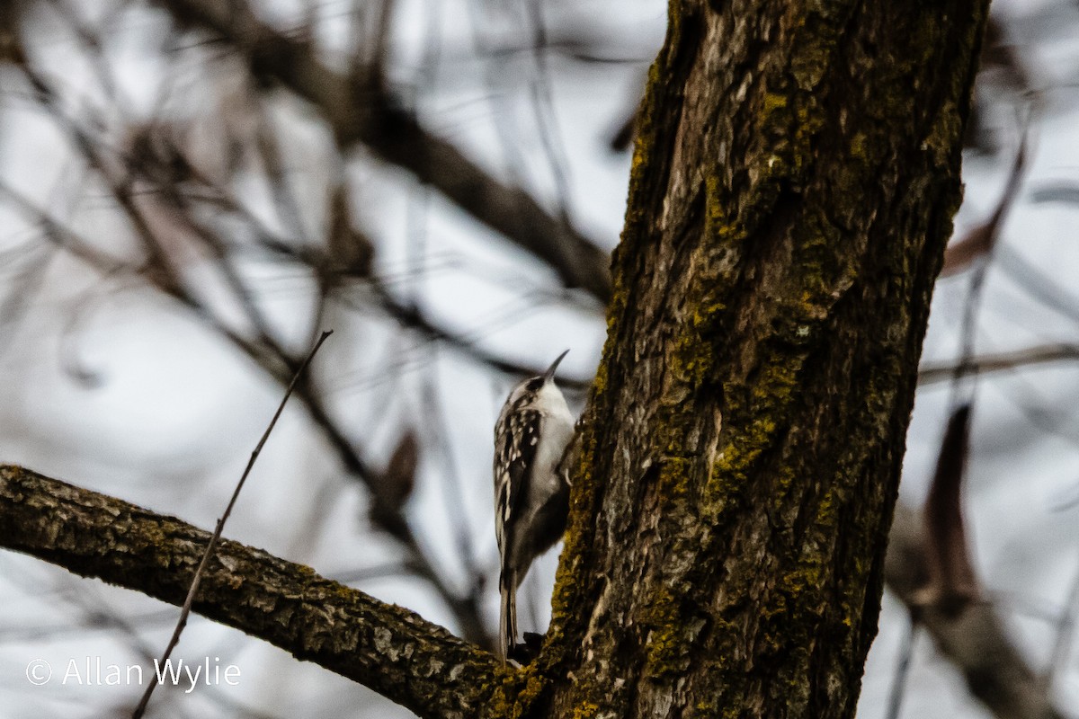 Gerri-txori amerikarra - ML646746853