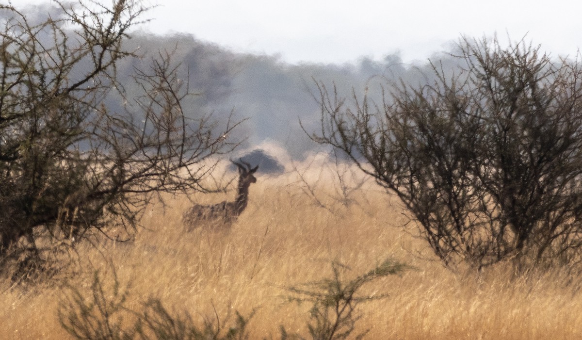 長頸羚 - ML646746854