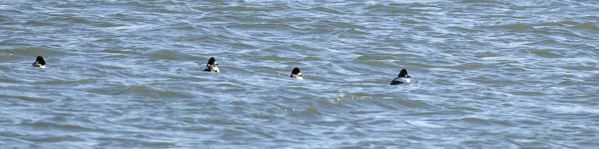 Murgilari urrebegia - ML646746855