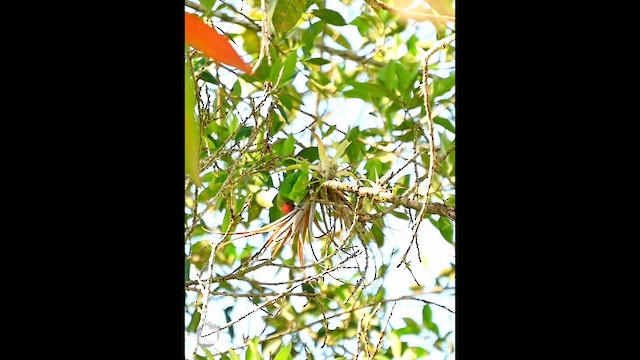 Cotorrita Costarricense - ML646746859