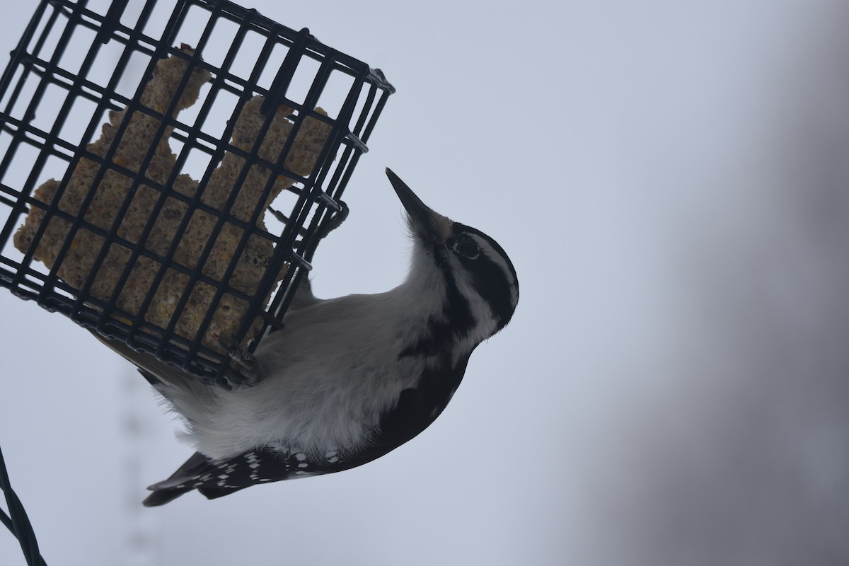 Hairy Woodpecker - ML646746861