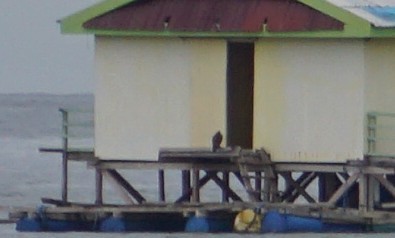 Balbuzard pêcheur - ML646746863