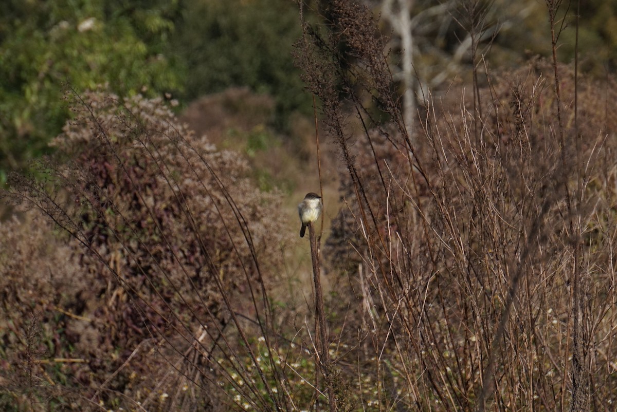 Eastern Phoebe - ML646746866
