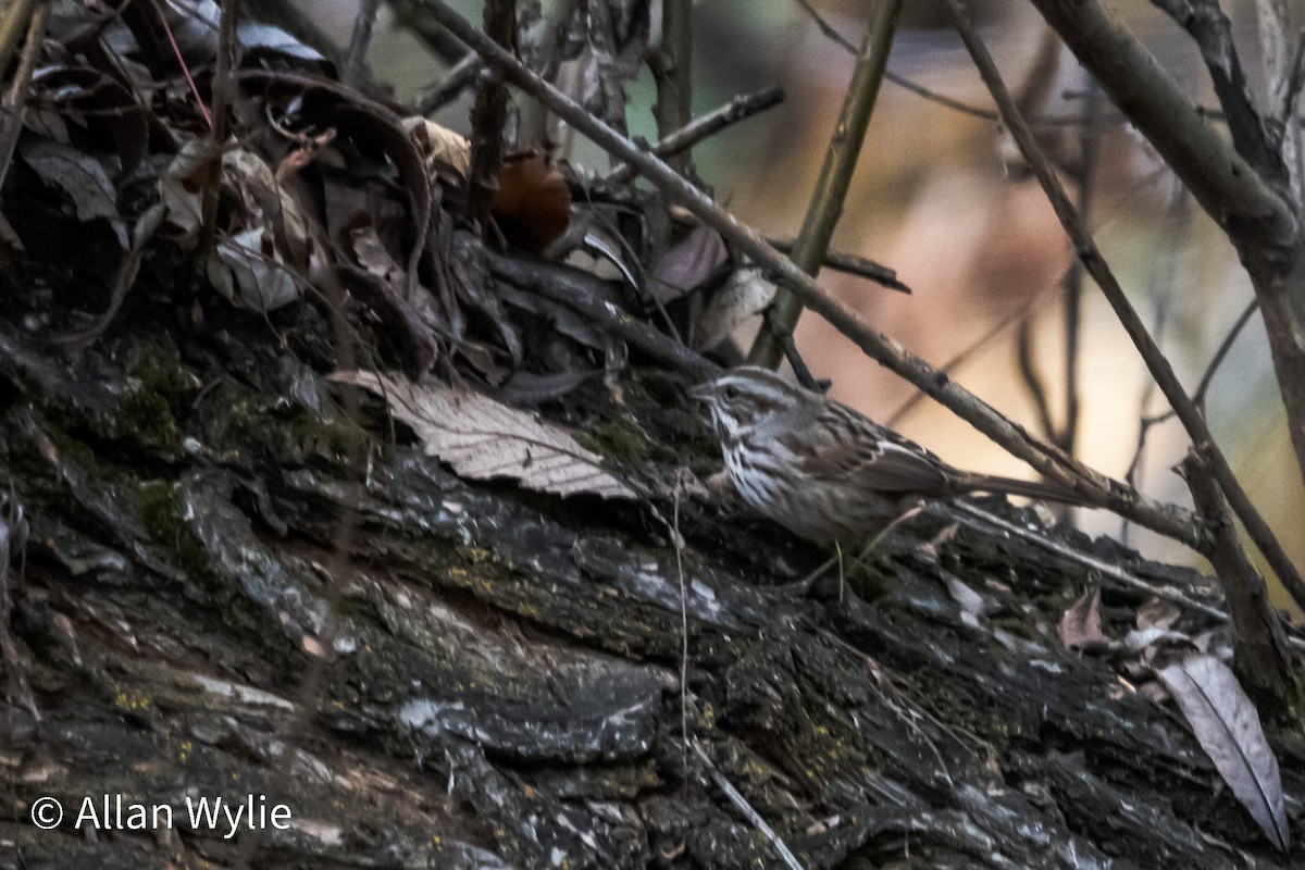 Song Sparrow - ML646746868