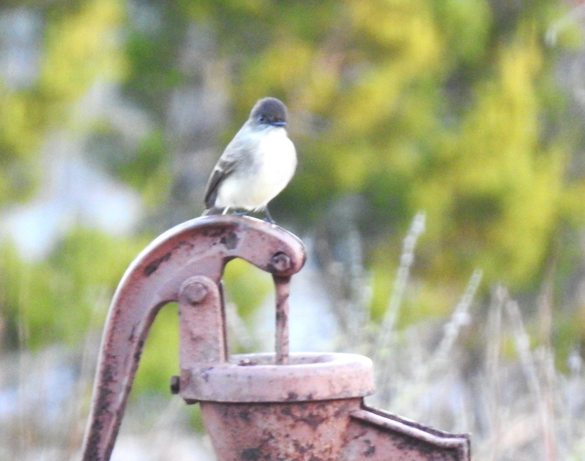 Eastern Phoebe - ML646746870