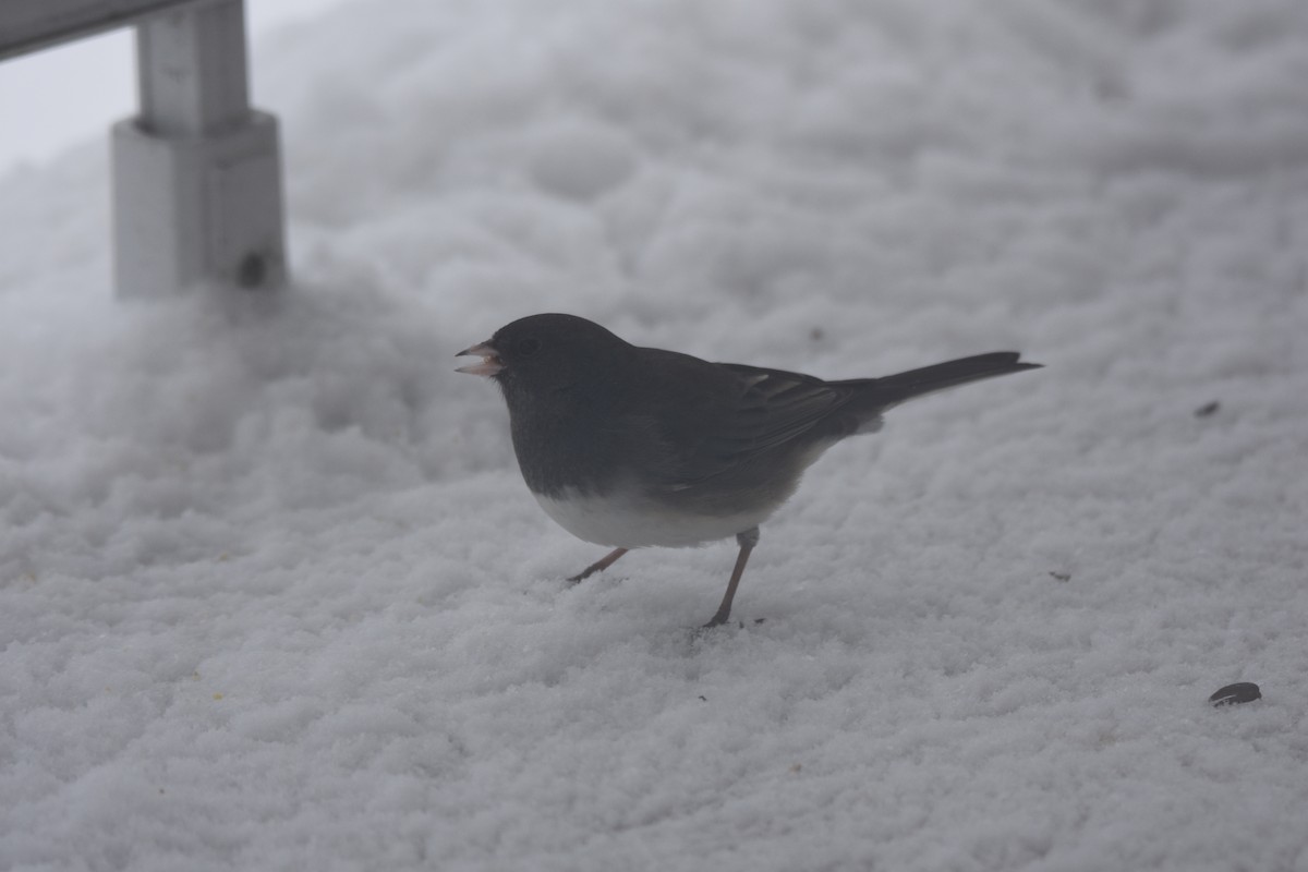 Dark-eyed Junco - ML646746873