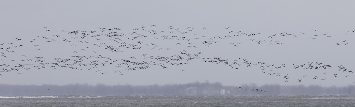 Branta kanadar handia - ML646746874