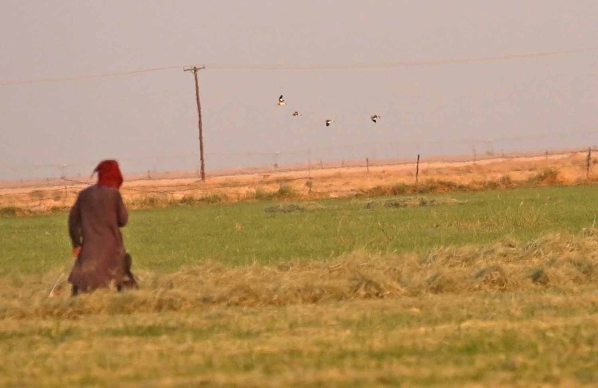 Кречётка - ML646746876