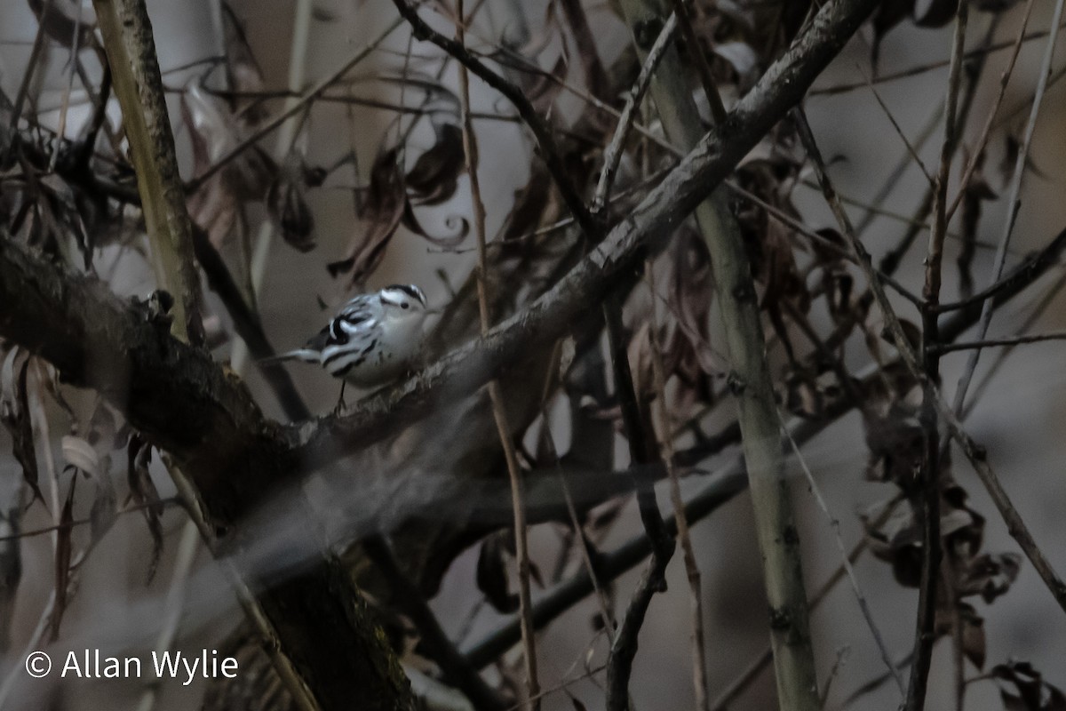 Black-and-white Warbler - ML646746878