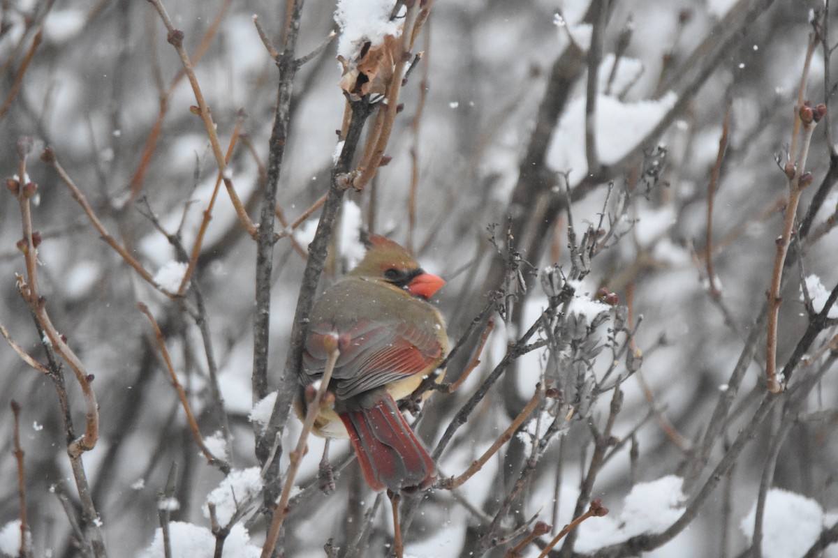 Kardinal arrunta - ML646746879