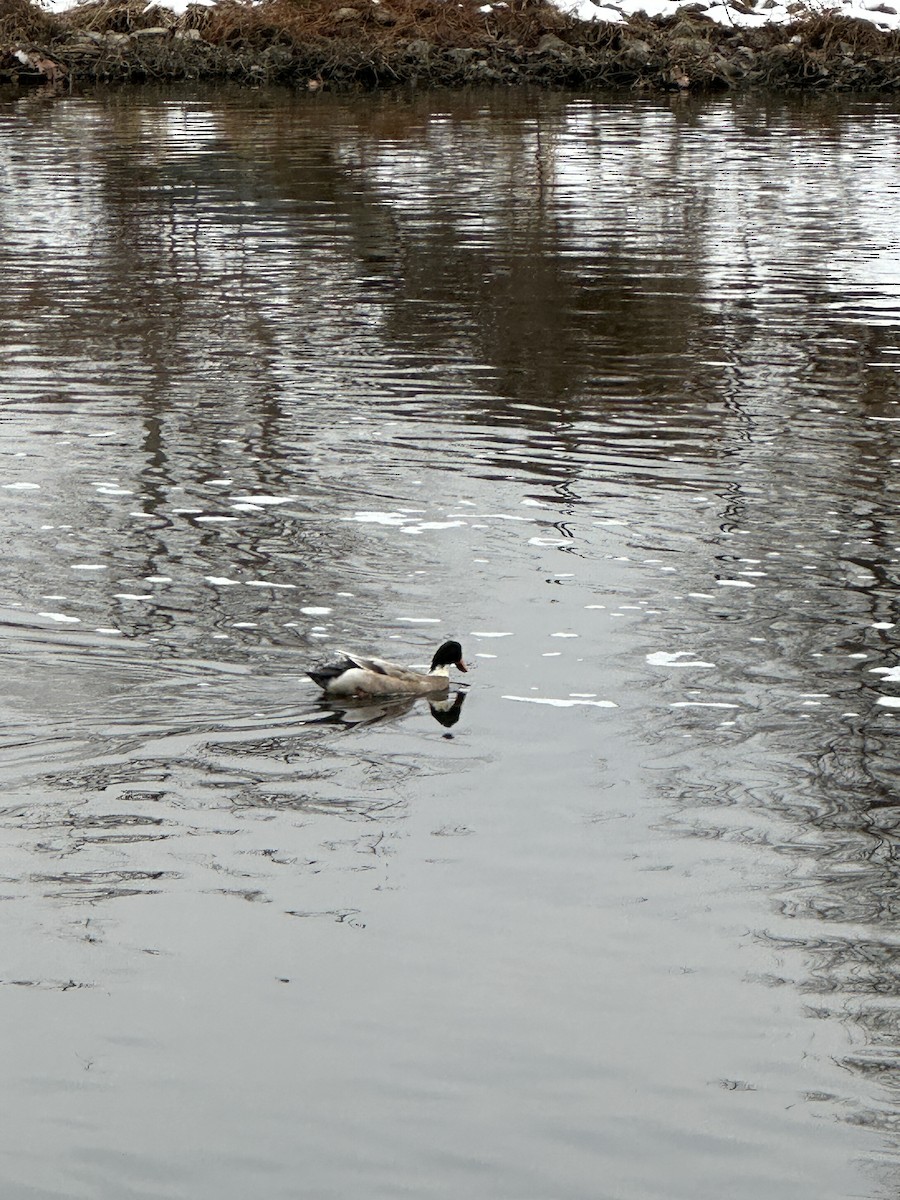 Basahatea (etxekoa) - ML646746880